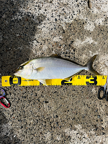 ショゴの釣果