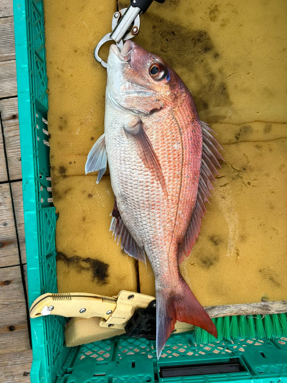 boat angler osetoさんの釣果 2枚目の画像