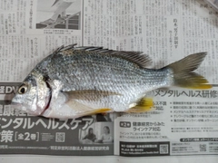 キビレの釣果