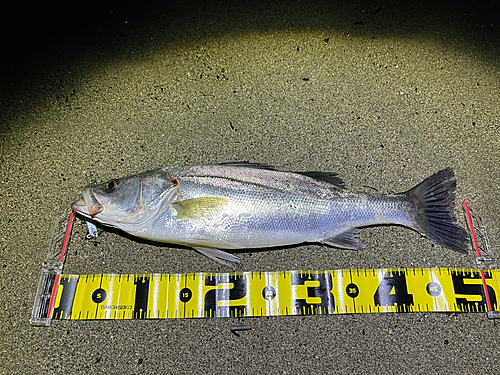 シーバスの釣果