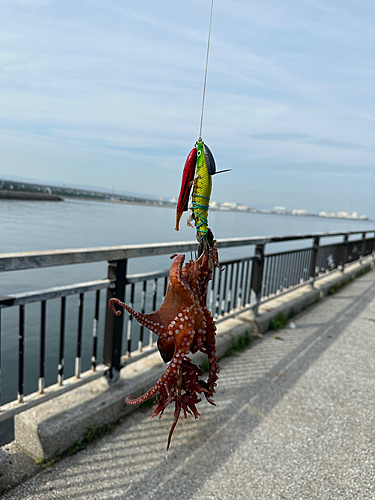 タコの釣果