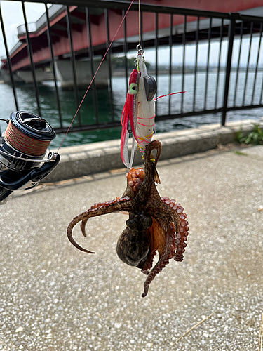 タコの釣果