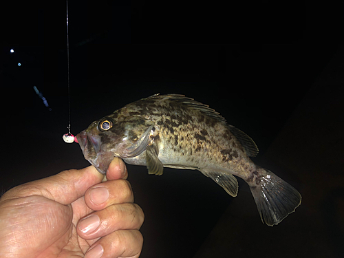 タケノコメバルの釣果