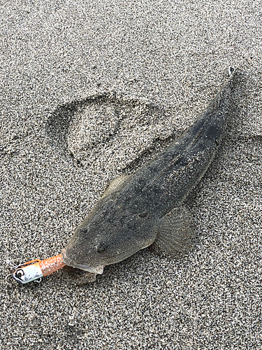 マゴチの釣果