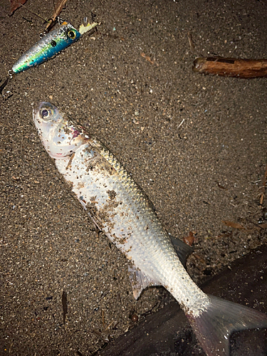 ボラの釣果