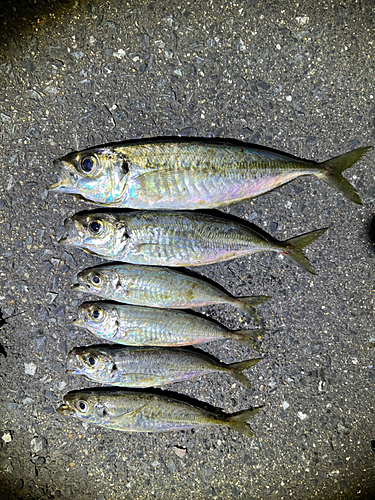 アジの釣果