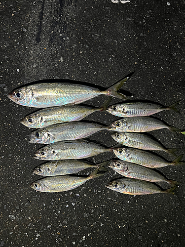 アジの釣果