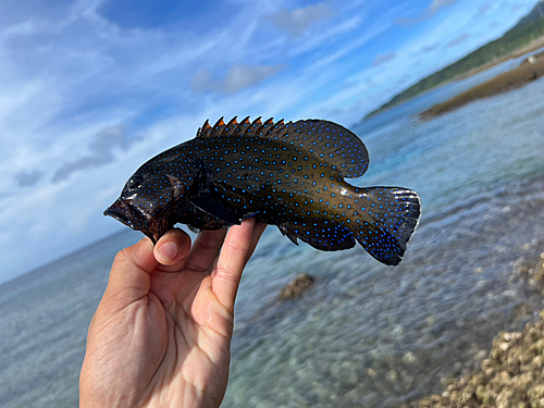 アオノメハタの釣果