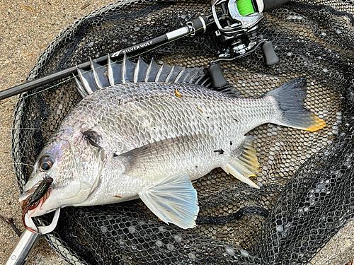 シーバスの釣果