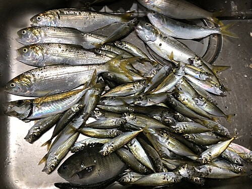 アジの釣果