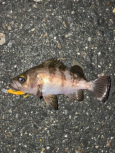 メバルの釣果