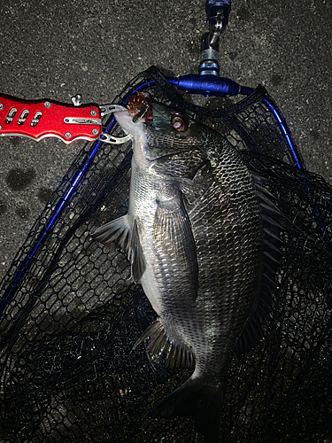 チヌの釣果