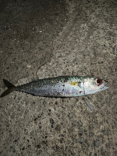 サバの釣果