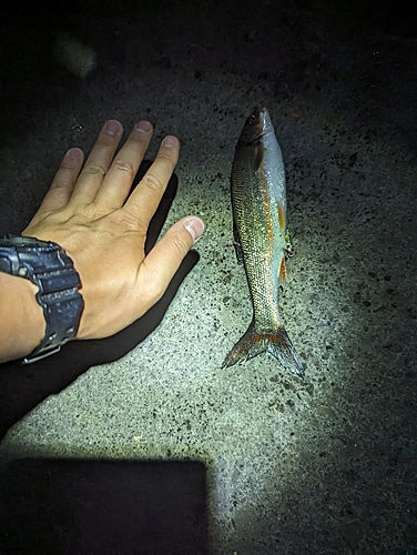 ウグイの釣果