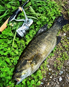 スモールマウスバスの釣果