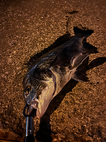 チヌの釣果