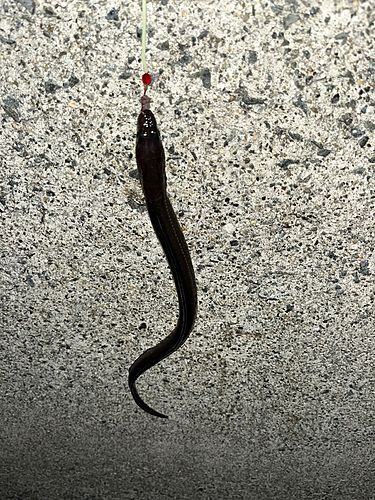 マアナゴの釣果