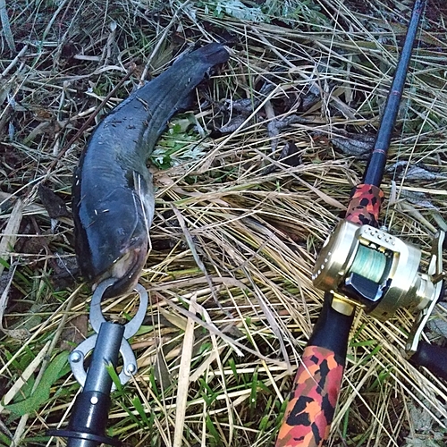 マナマズの釣果