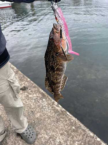 アイナメの釣果