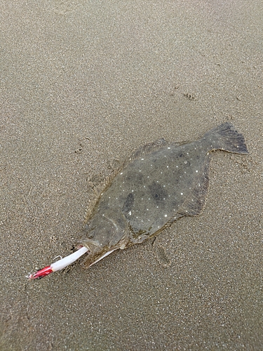 ソゲの釣果