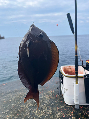 グレの釣果