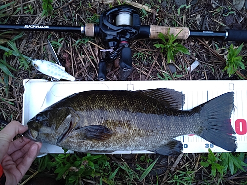 スモールマウスバスの釣果