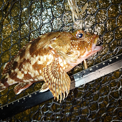 カサゴの釣果