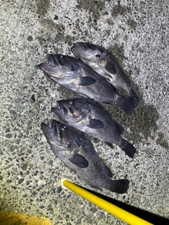 ソイの釣果