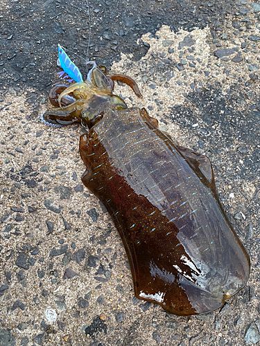 アオリイカの釣果