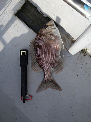 メイチダイの釣果