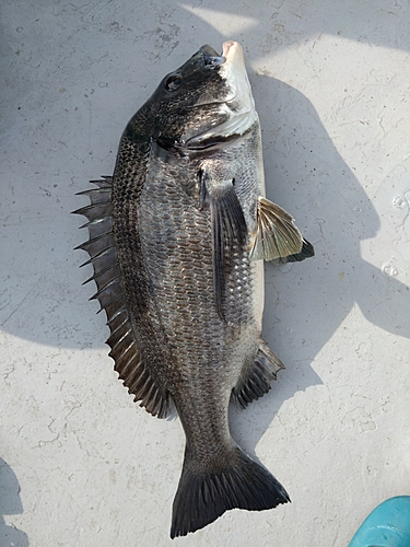 チヌの釣果