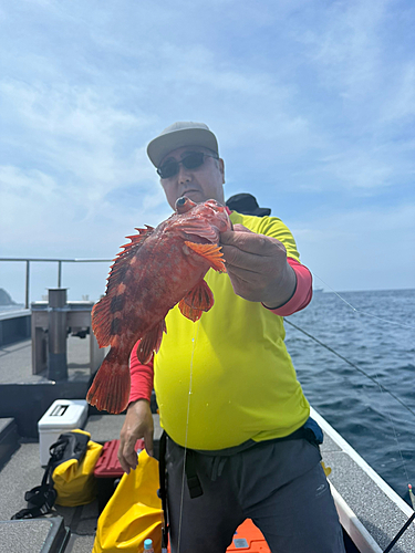 ガシラの釣果