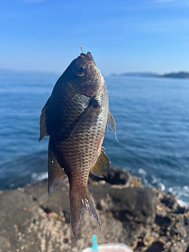 グレの釣果