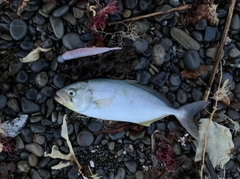 ショゴの釣果