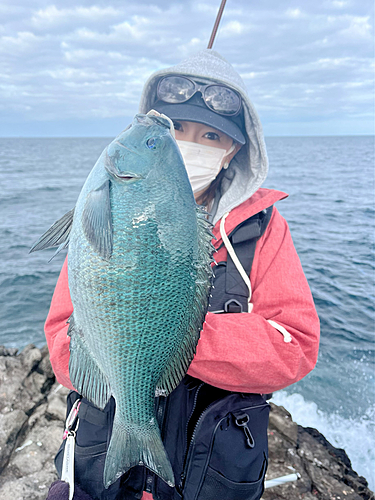 グレの釣果