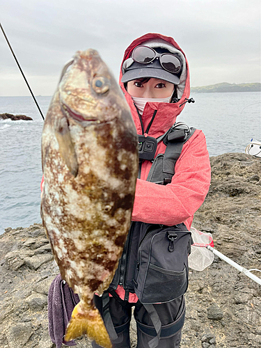 アイゴの釣果