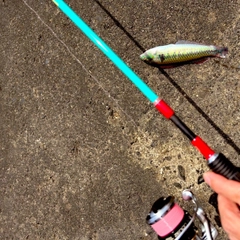 ハゼの釣果
