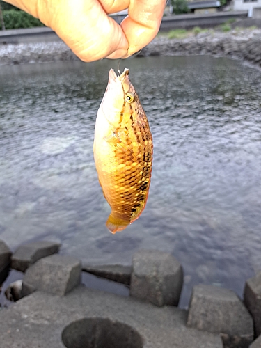 ネンブツダイの釣果