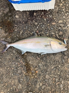 カンパチの釣果