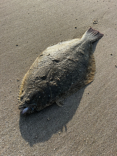 ヒラメの釣果