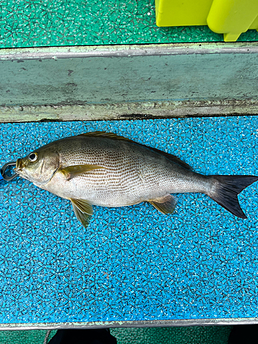 イサキの釣果