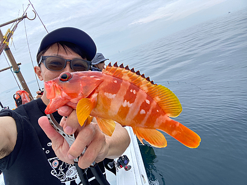 アカハタの釣果