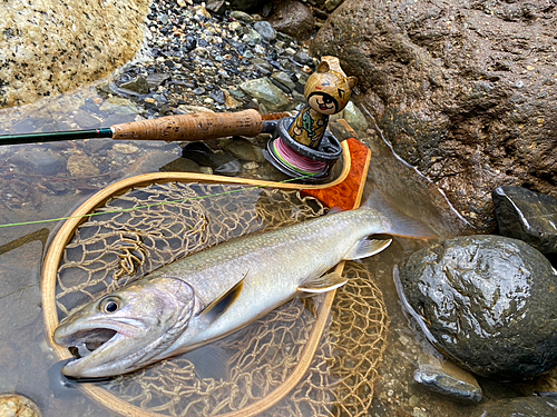 イワナの釣果