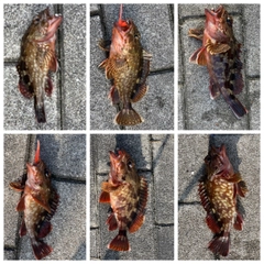 ガシラの釣果