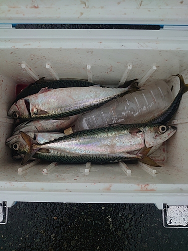 サバの釣果