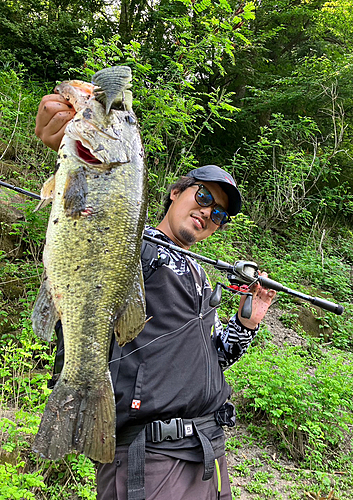 ブラックバスの釣果