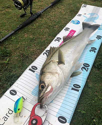 シーバスの釣果