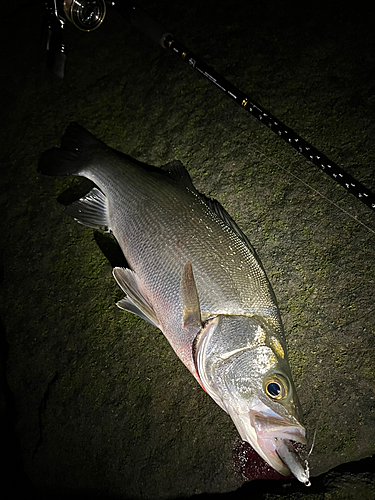 セイゴ（ヒラスズキ）の釣果