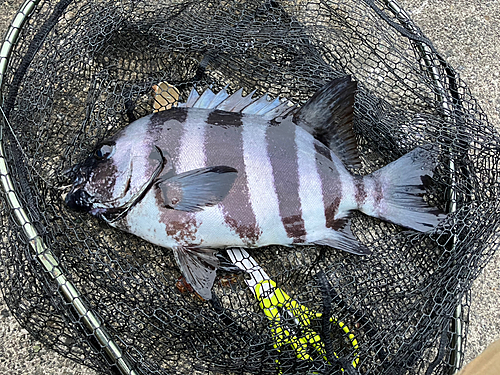 イシダイの釣果