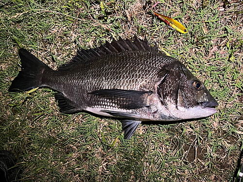 クロダイの釣果